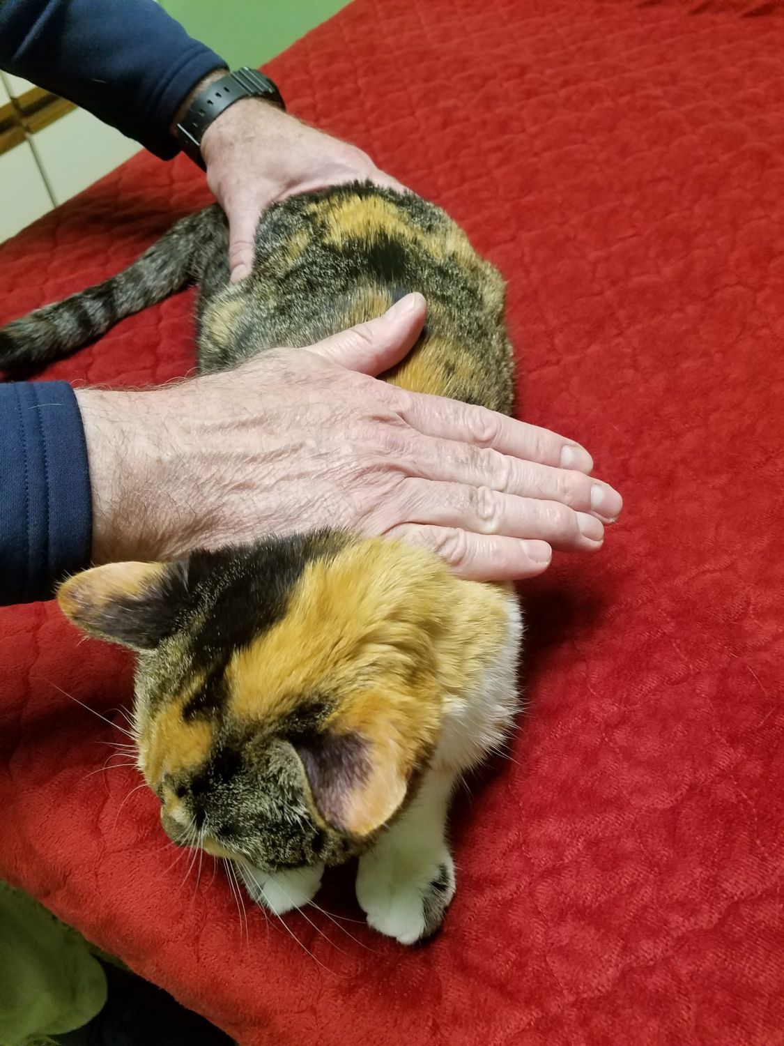 picture of cat receiving massage