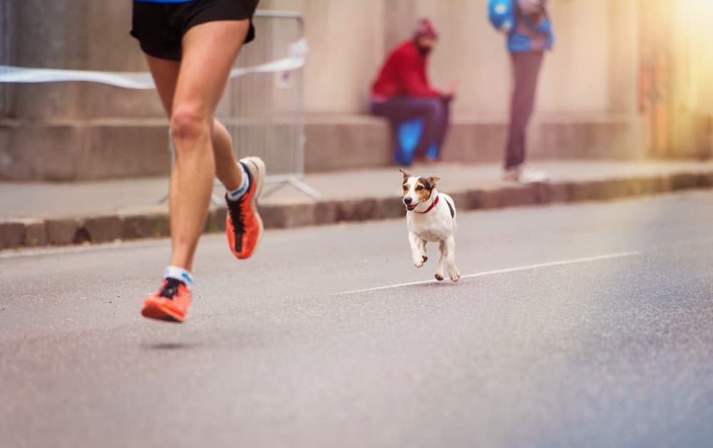photo of dog running with owner