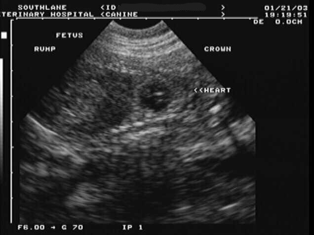 ultrasound of Normal 40 day dog pregnancy, healthy fetus