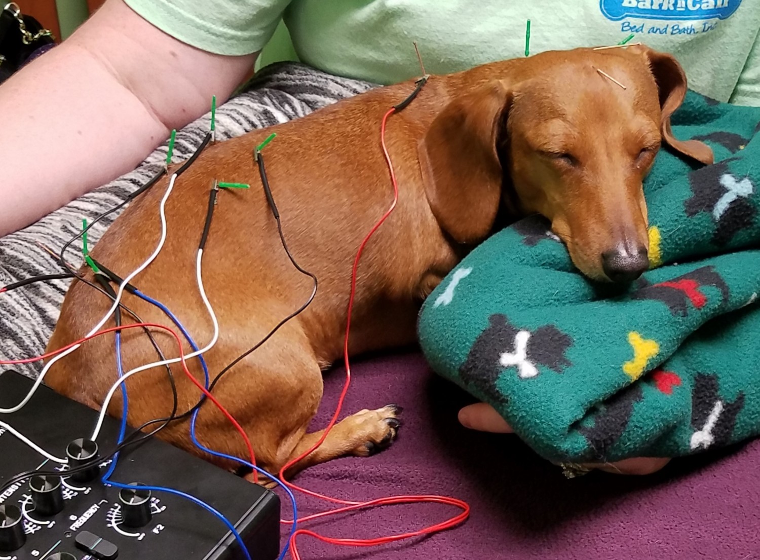 picture of dog receiving acupuncture service