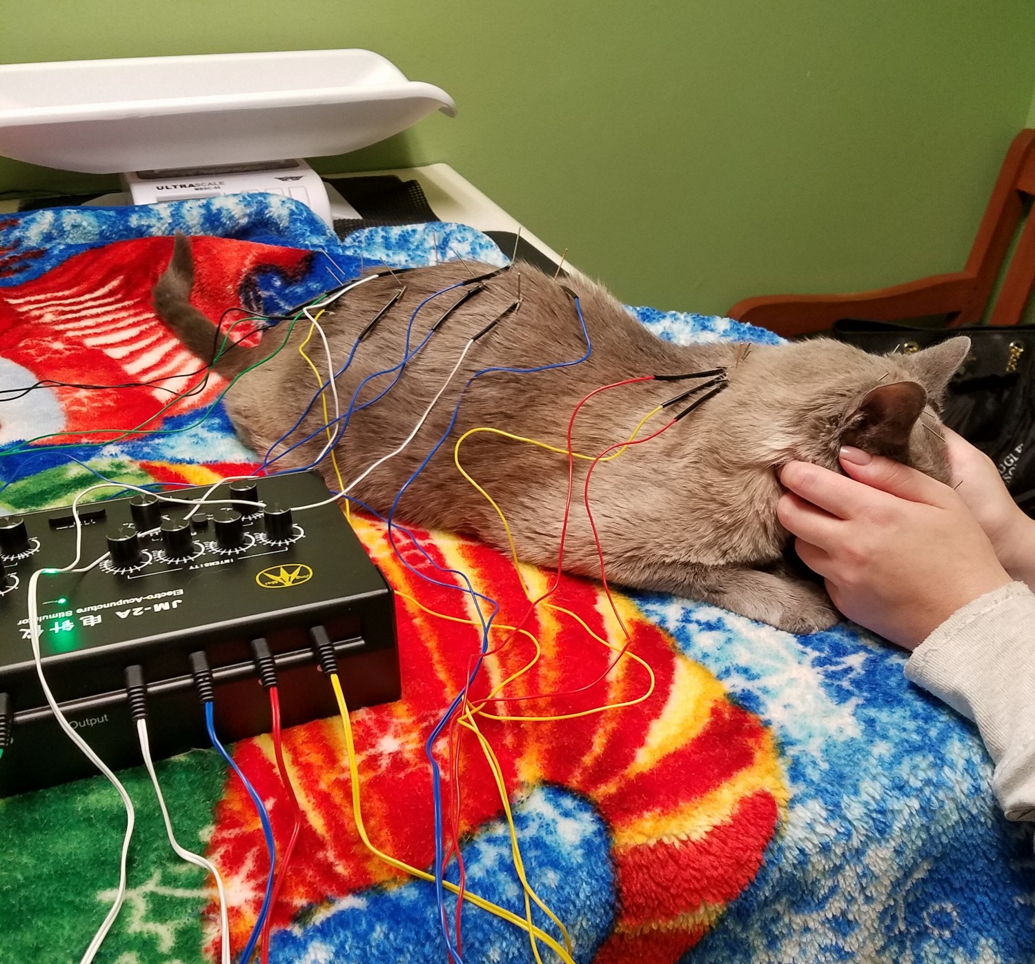 photo of cat undergoing acupuncture