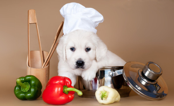 photo of dog in chefs hat
