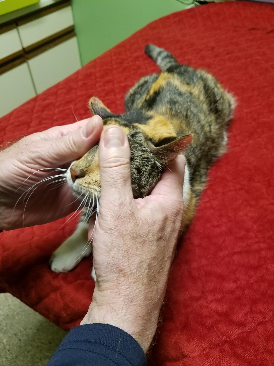 picture of cat receiving massage