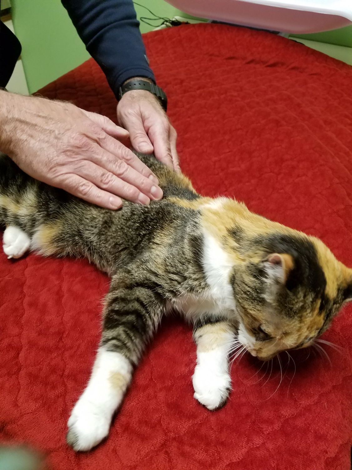 picture of cat receiving massage