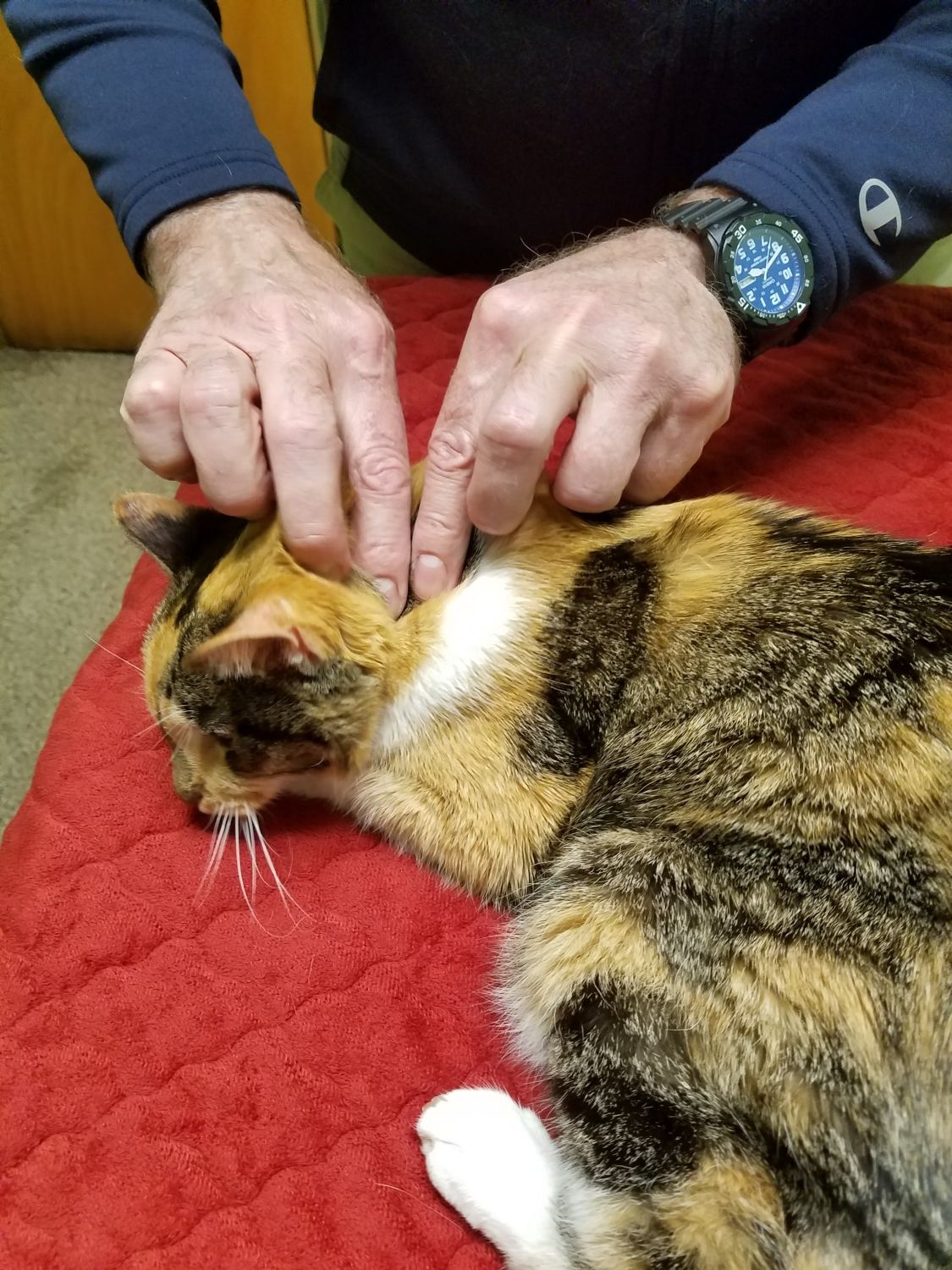 picture of cat receiving massage