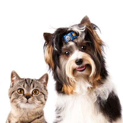 icon of dog and cat