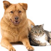 icon of adult dog and cat