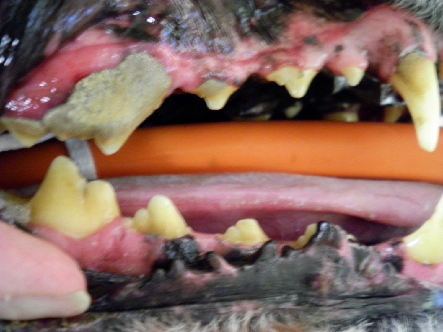 photo of plaque buildup on dog's teeth