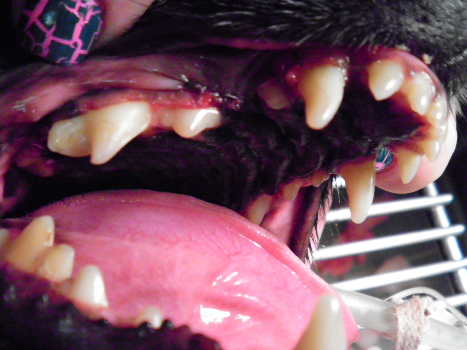 photo of inside canine's mouth