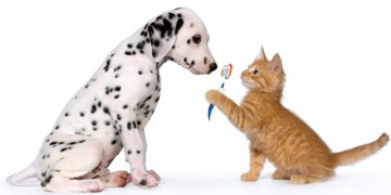 image of puppy and kitten