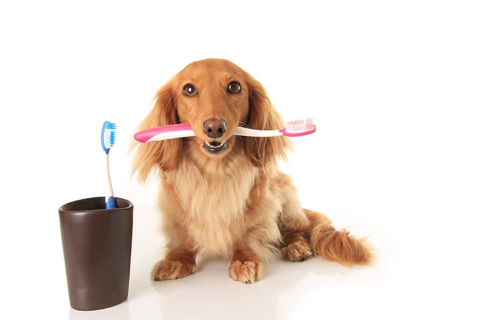 stock photo of dog with toothbrush