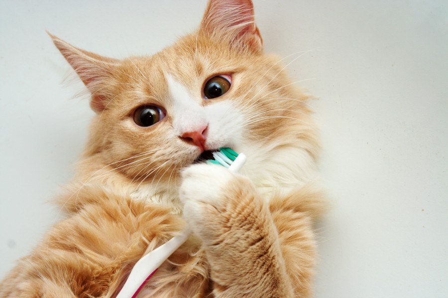 photo of cat with toothbrush