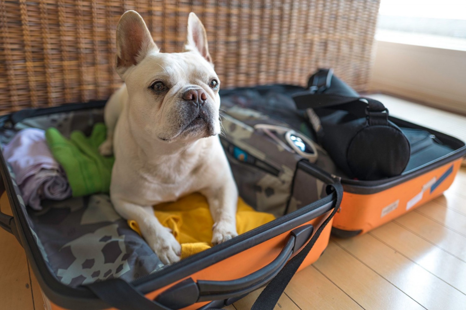 image of dog in suitcase