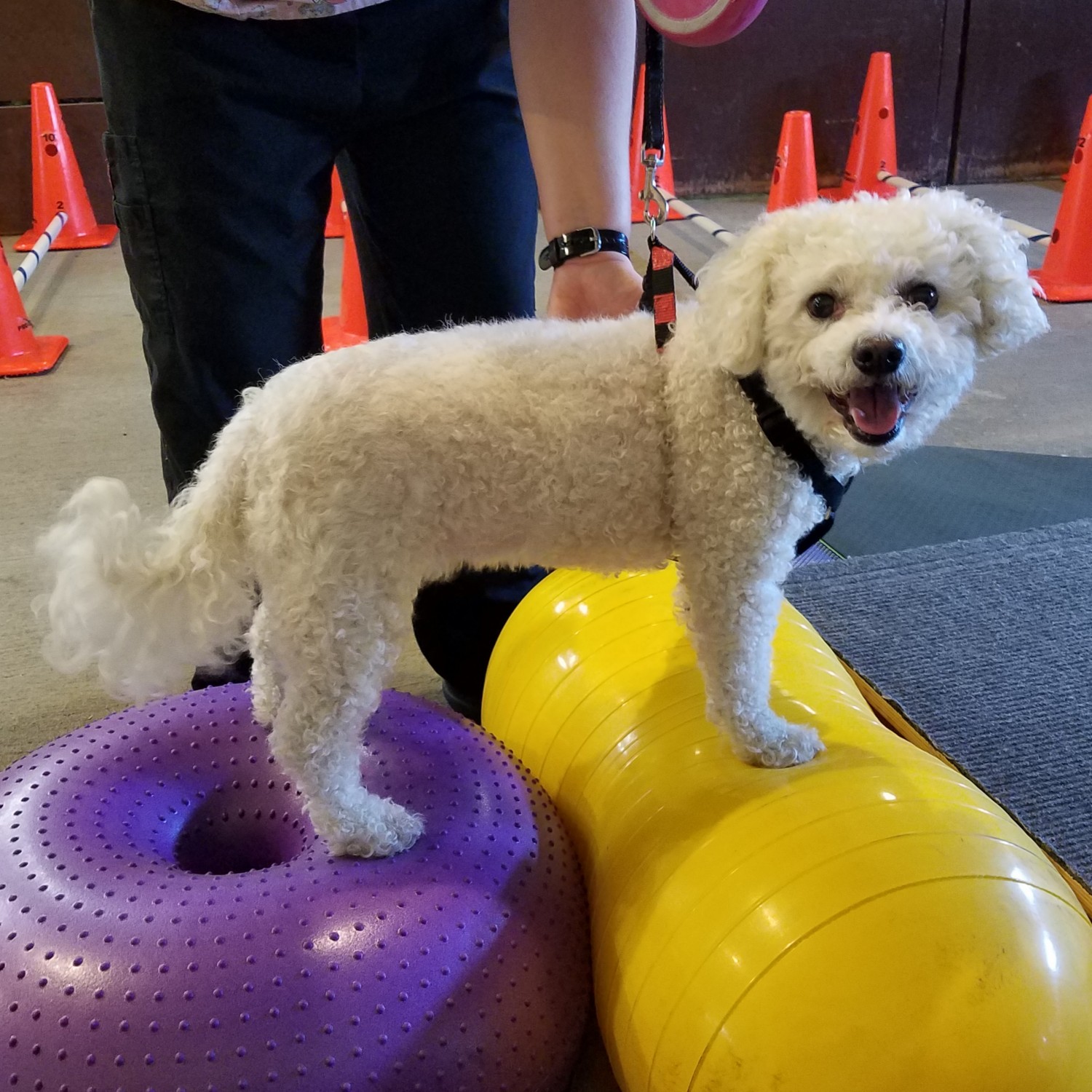 photo of dog with exercise ball
