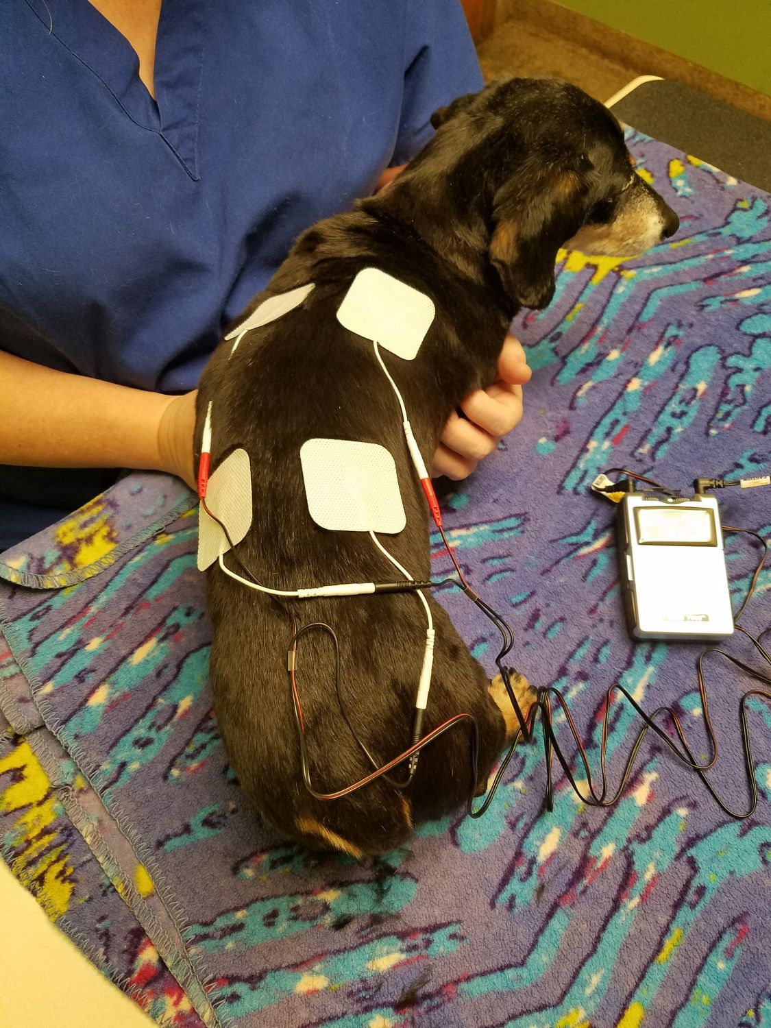 photo of dog undergoing tens unit treatment