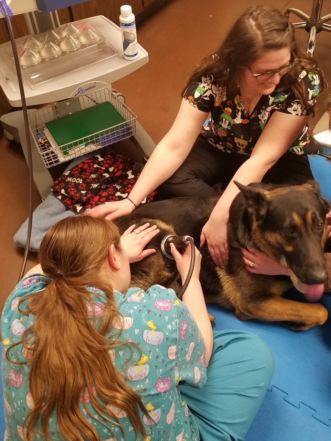 shock wave therapy for dog
