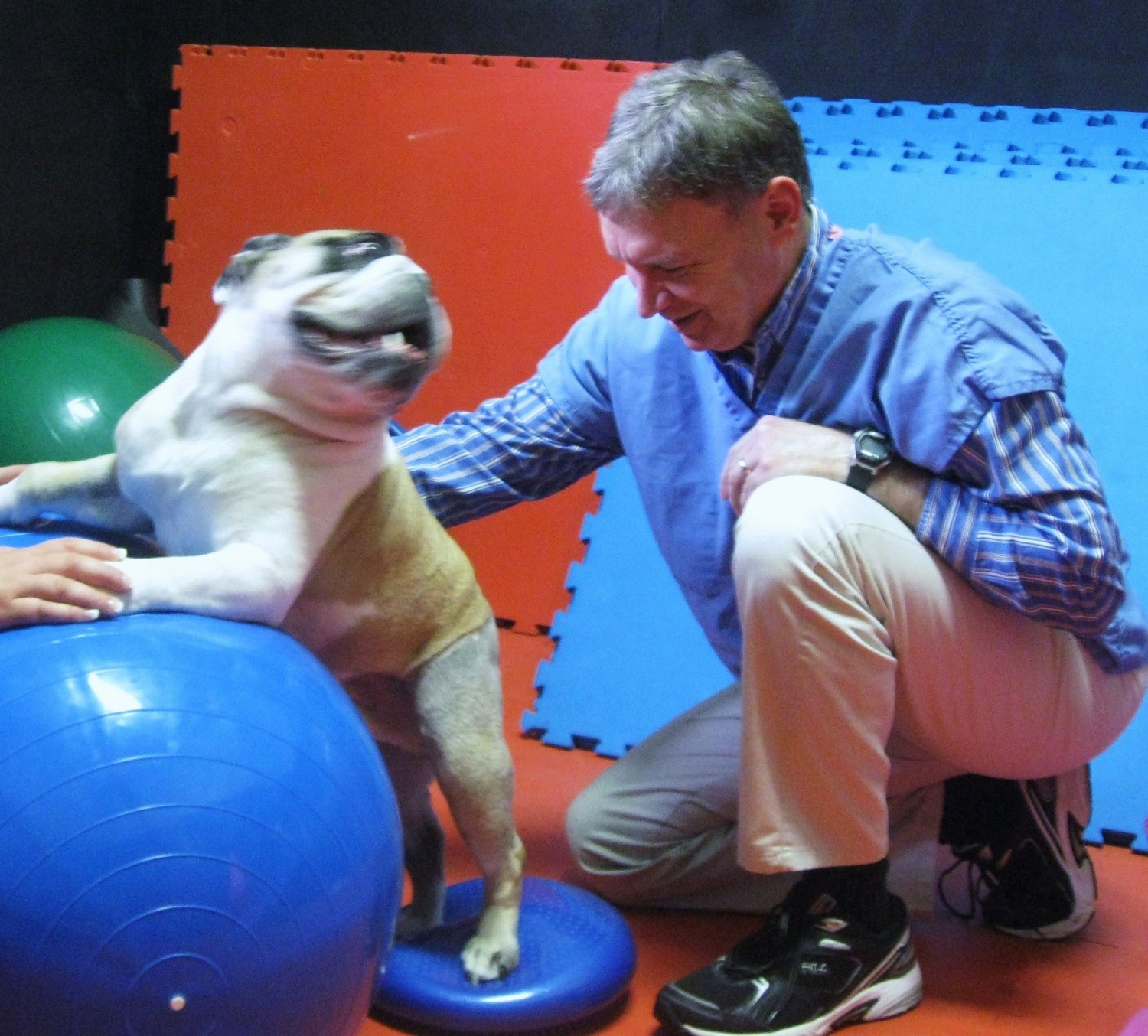 photo of dog on blue exercise ball 