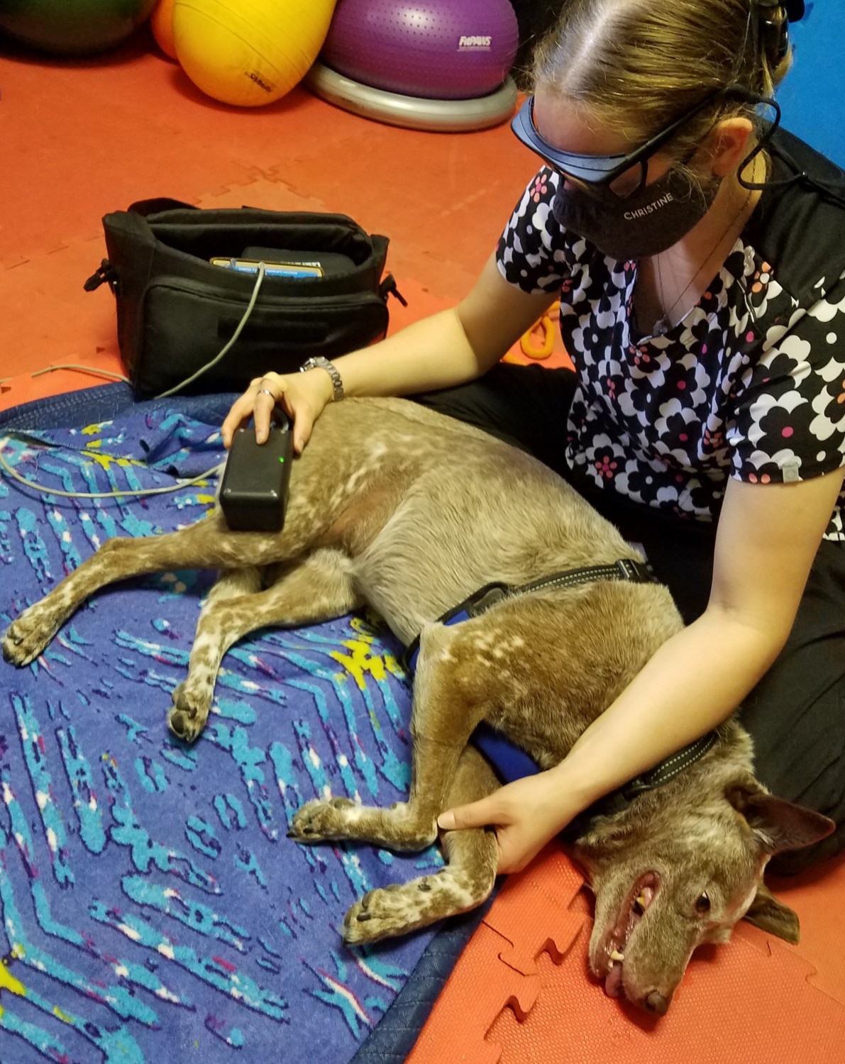 photo of dog undergoing laser therapy