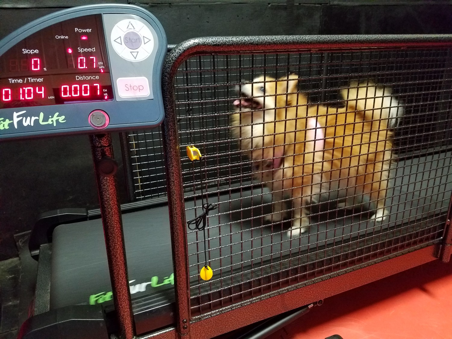 photo of dog on treadmill