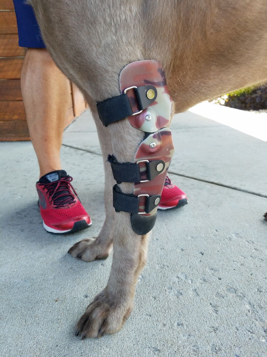 photo of dog's leg in support wrap