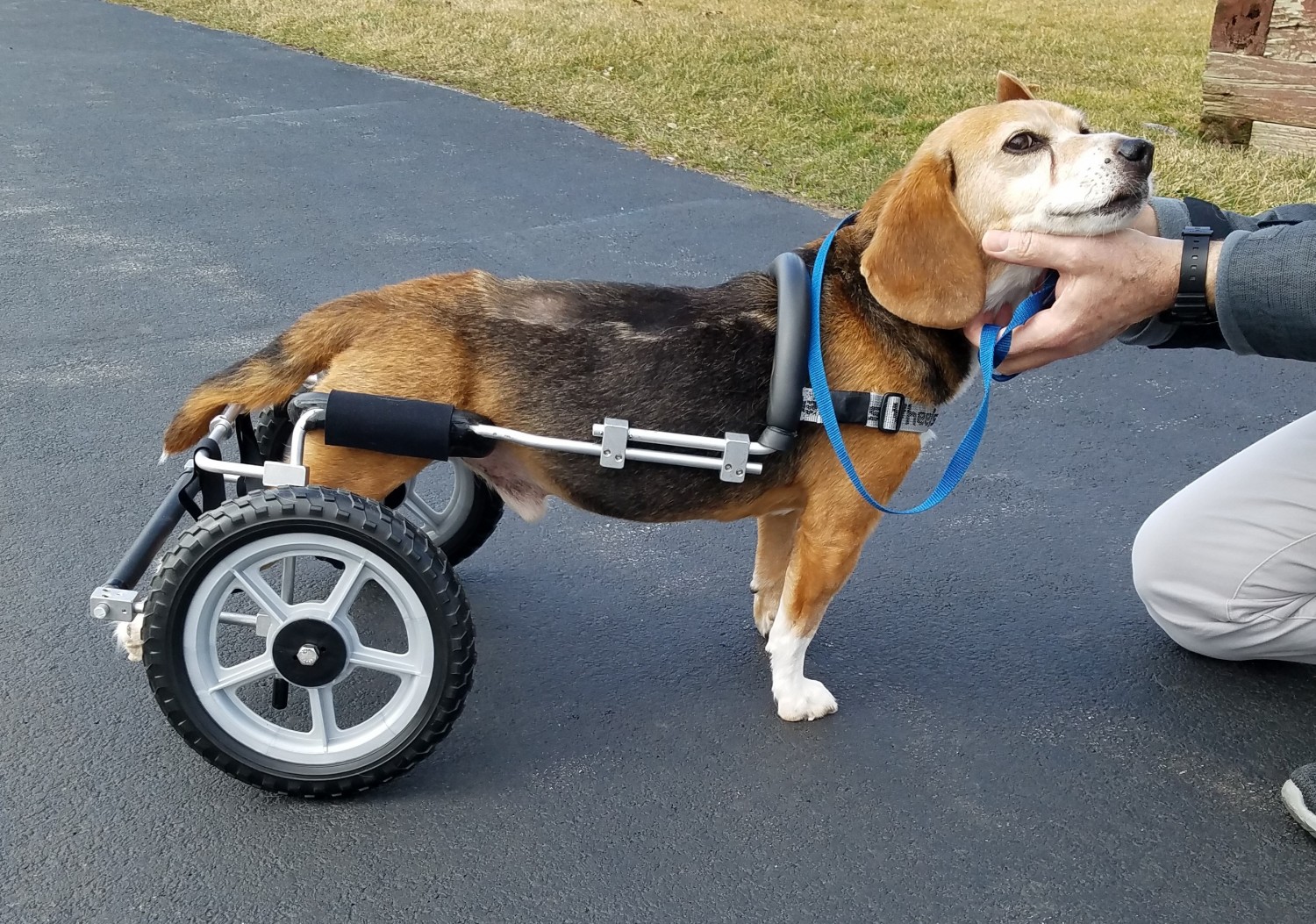 photo of dog in wheelchair