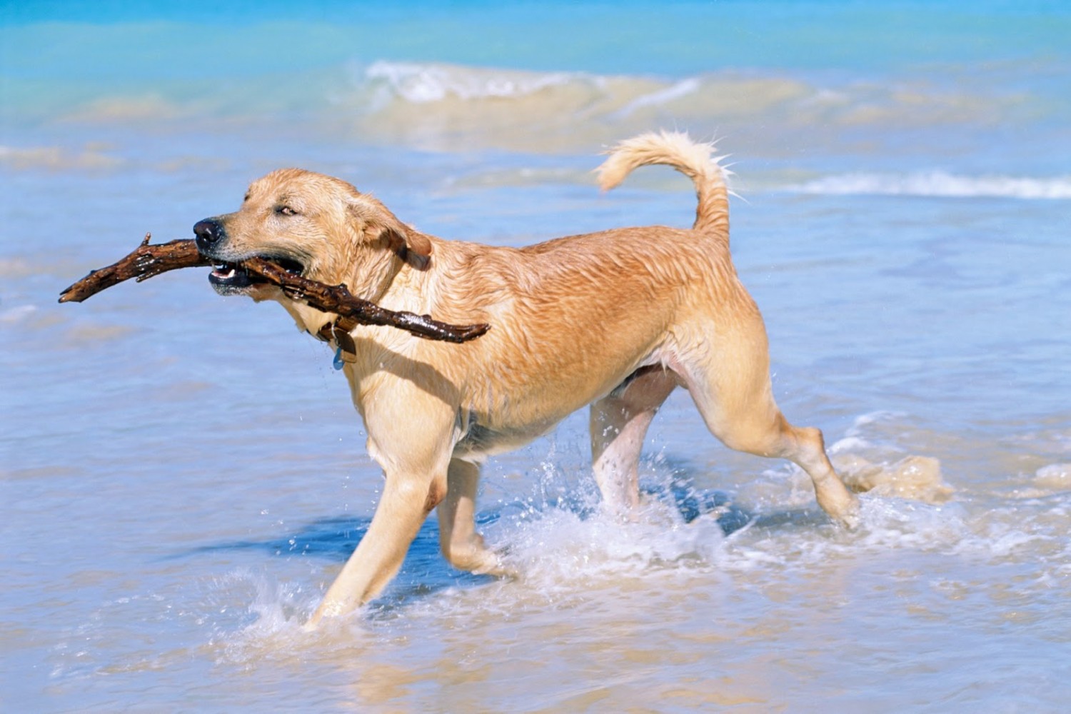 photo of dog on beach