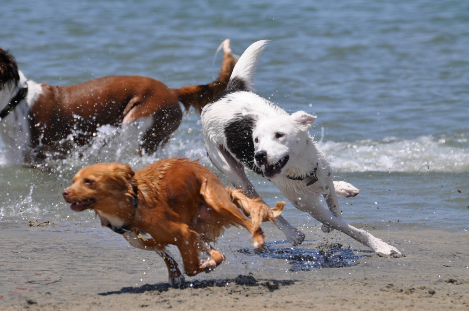 photo of dogs running on a beach