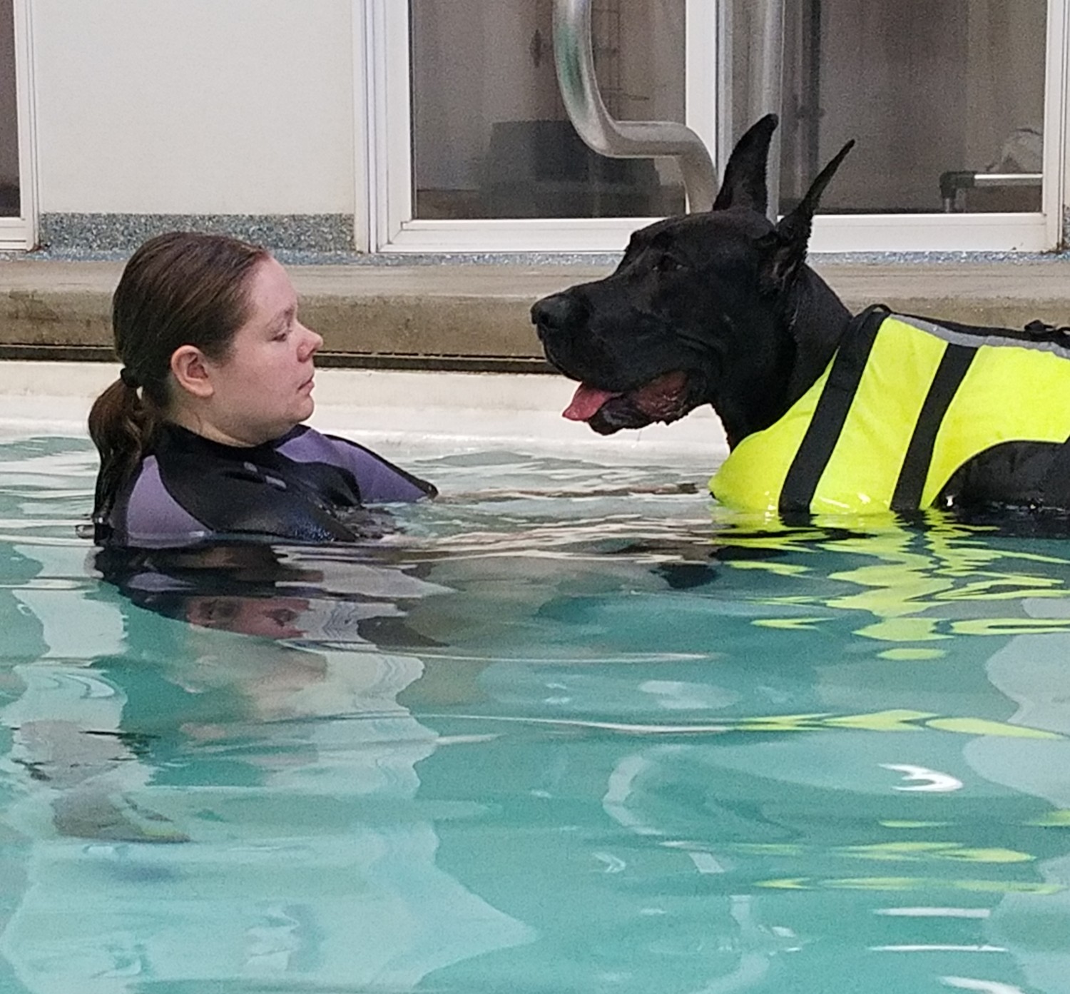 picture of dog undergoing swim therapy