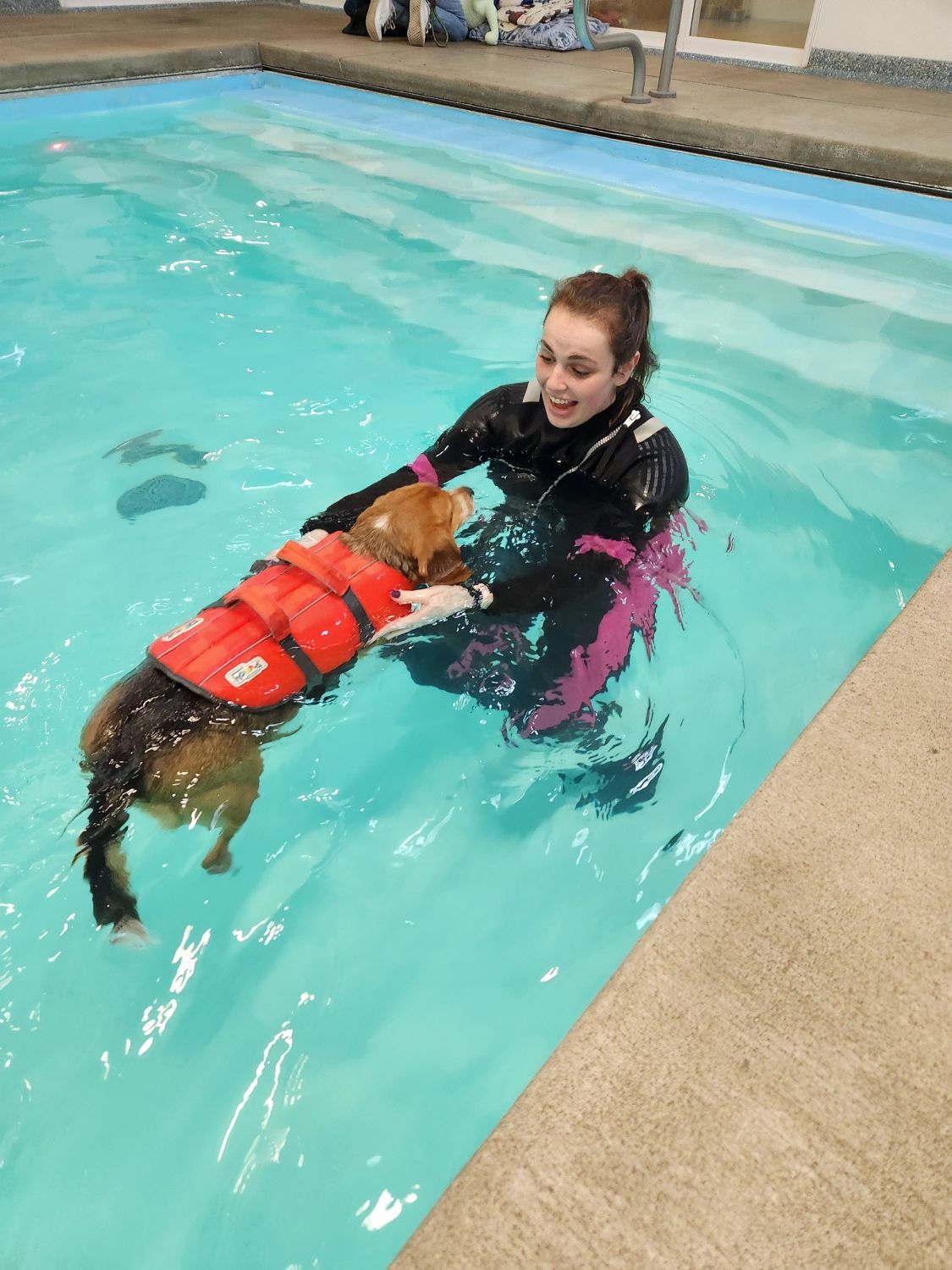 picture of beagle undergoing swim therapy
