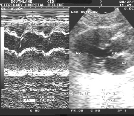 Cat echocardiogram showing greatly thickened heart walls