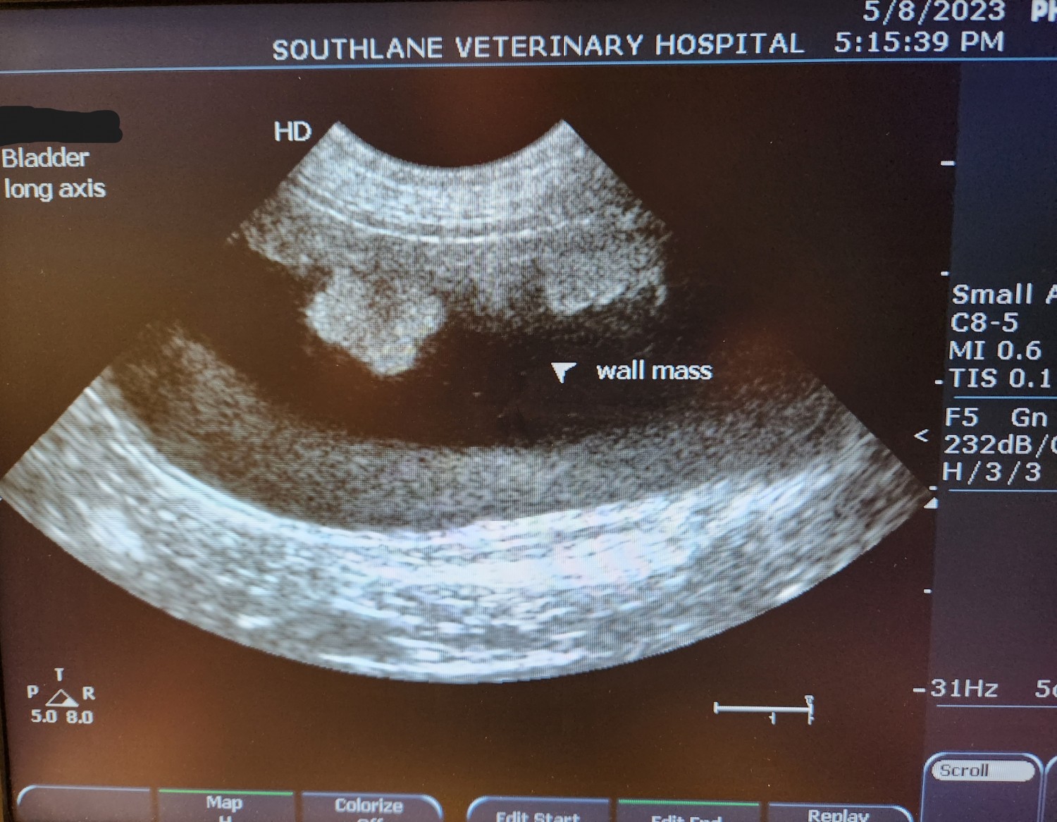 image of bladder wall tumor in a dog